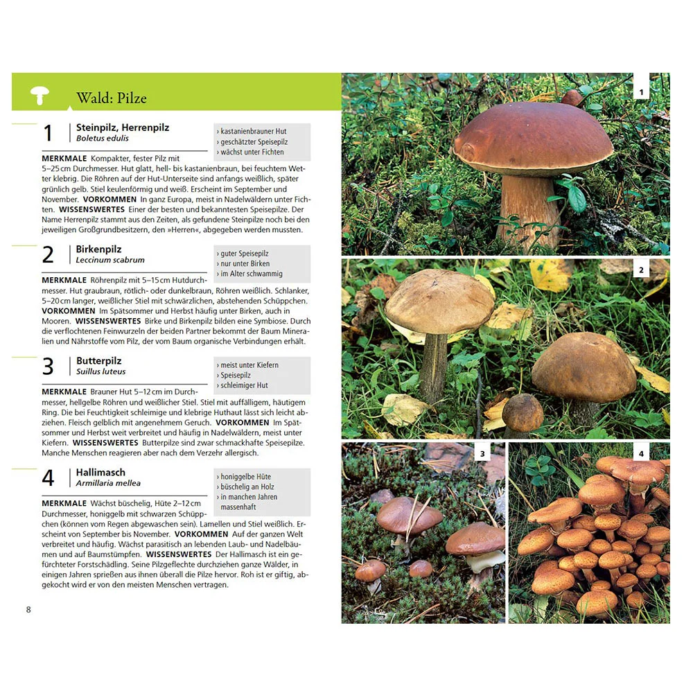 Kosmos Naturführer für unterwegs – Bild 4