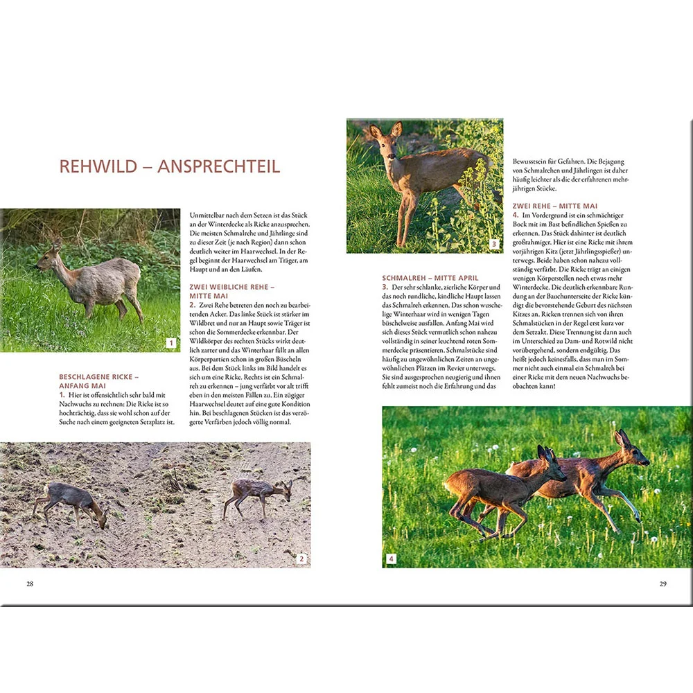 Kosmos Buch Altersansprache des Schalenwilds – Bild 3