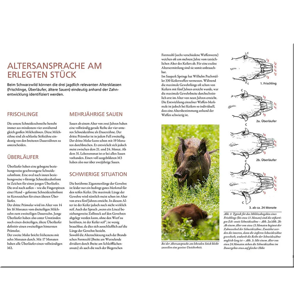 Kosmos Buch Altersansprache des Schalenwilds – Bild 4